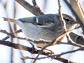 Hume's Leaf Warbler